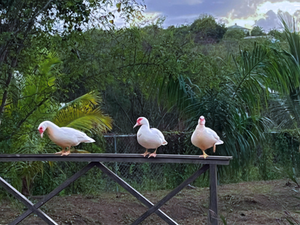 Three white Muscovy ducks perched on a wooden fence rail surrounded by lush tropical greenery.