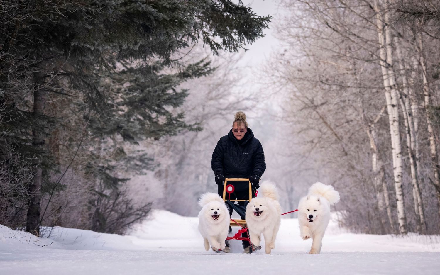 A person and two white dogs sledding through a snowy forest path in winter.