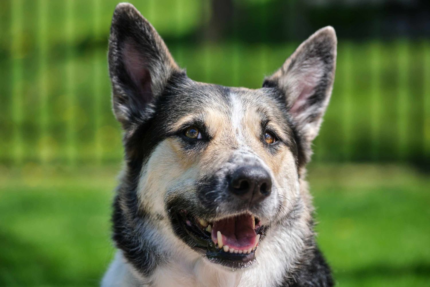 A dog looks toward the camera with perked up ears during a pet portrait session in Appleton Wisconsin