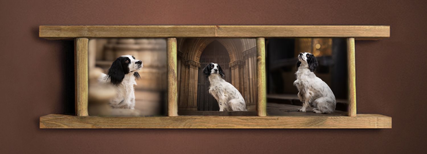 spaniel dog photography in trio wooden fame