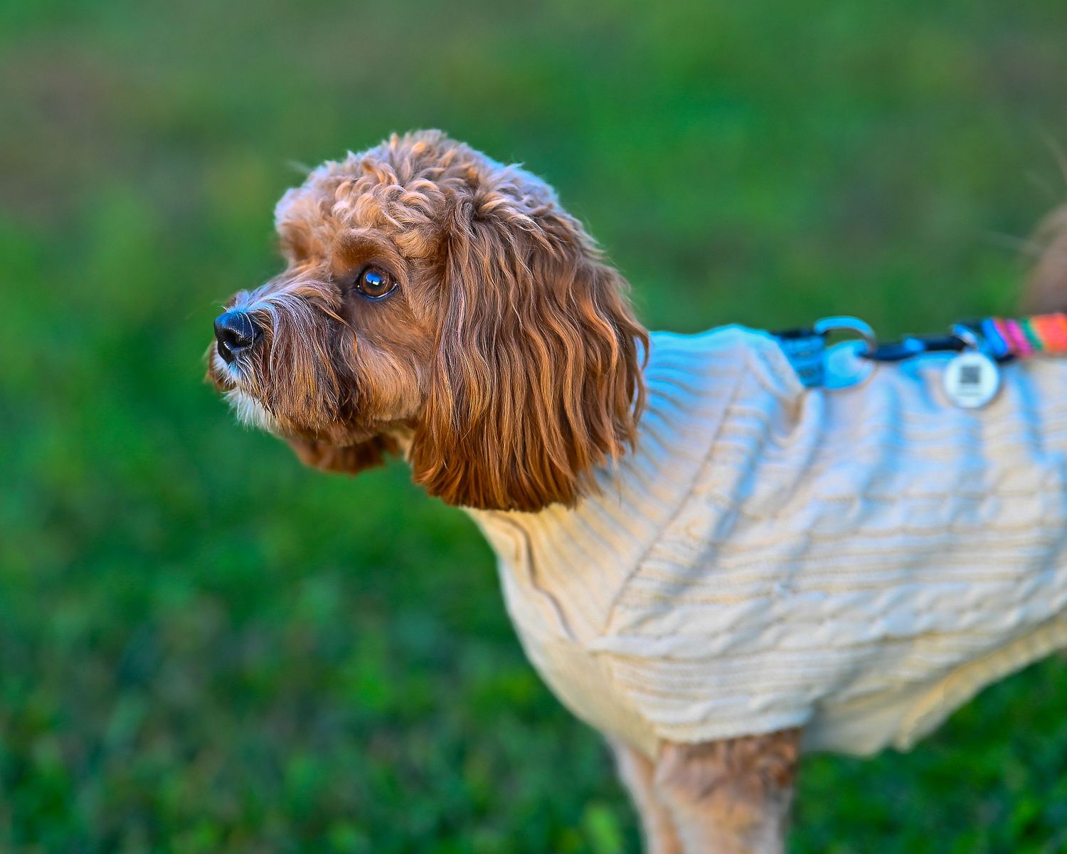 A fluffy brown Cavapoo dog wearing a cozy knit sweater and red harness standing on green grass.