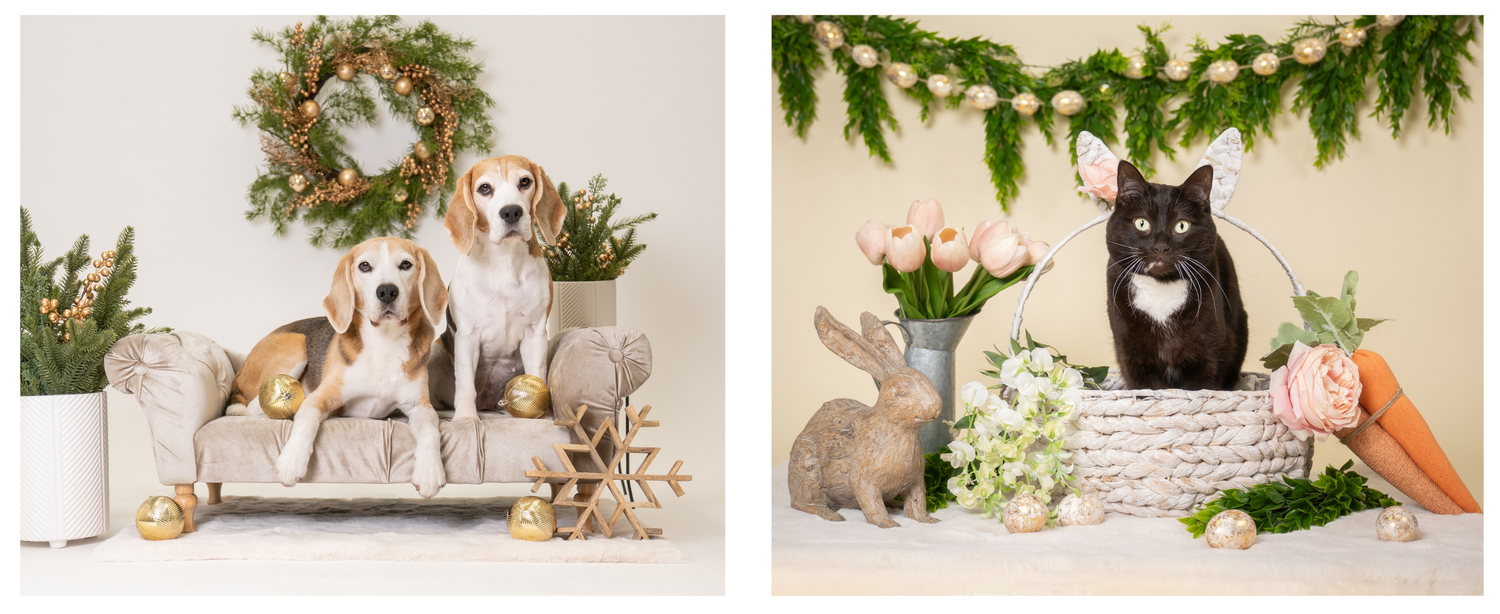 Beagles in a Christmas studio setup and a brown cat on an Easter themed studio setup.