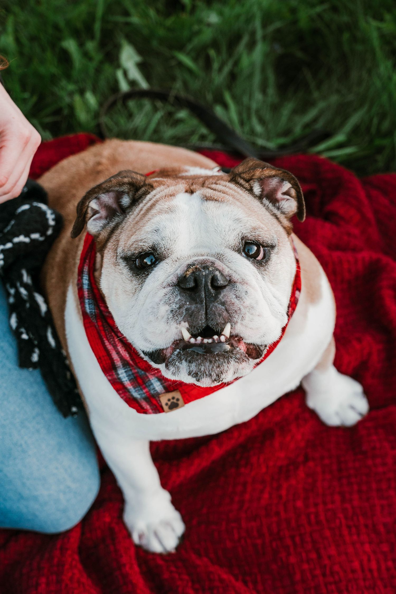 English Bulldog balancing an orange cheese puff on its nose while sticking out its tongue on dark background.