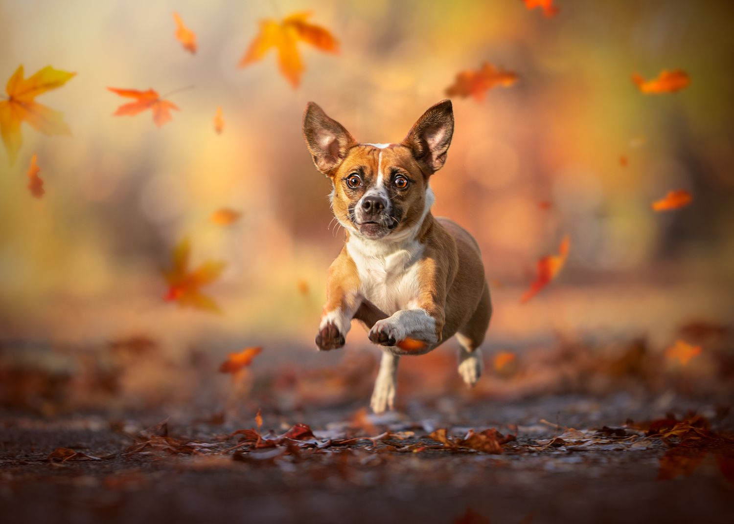 jackchi running autumn leaves