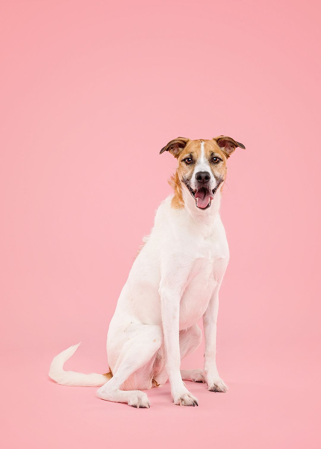 A happy white and brown dog sitting upright against a pink background with mouth open and tongue out.