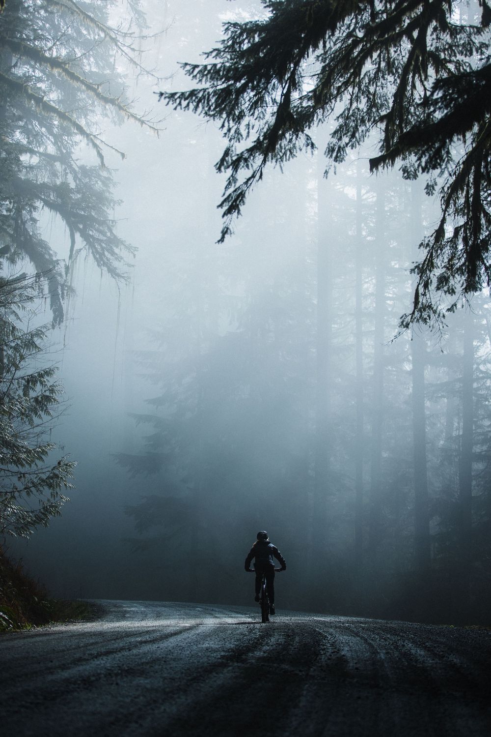 A mountain biker rides alone through a misty, fog-filled forest on a gravel road surrounded by tall evergreen trees.