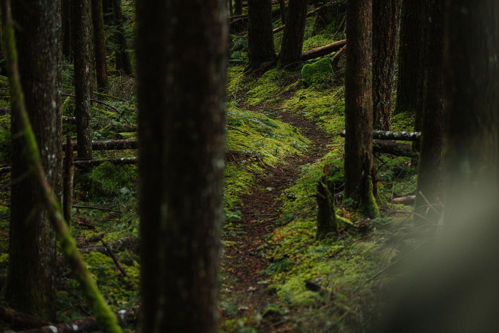 A winding dirt trail through a lush, moss-covered forest with tall dark trees and green undergrowth.