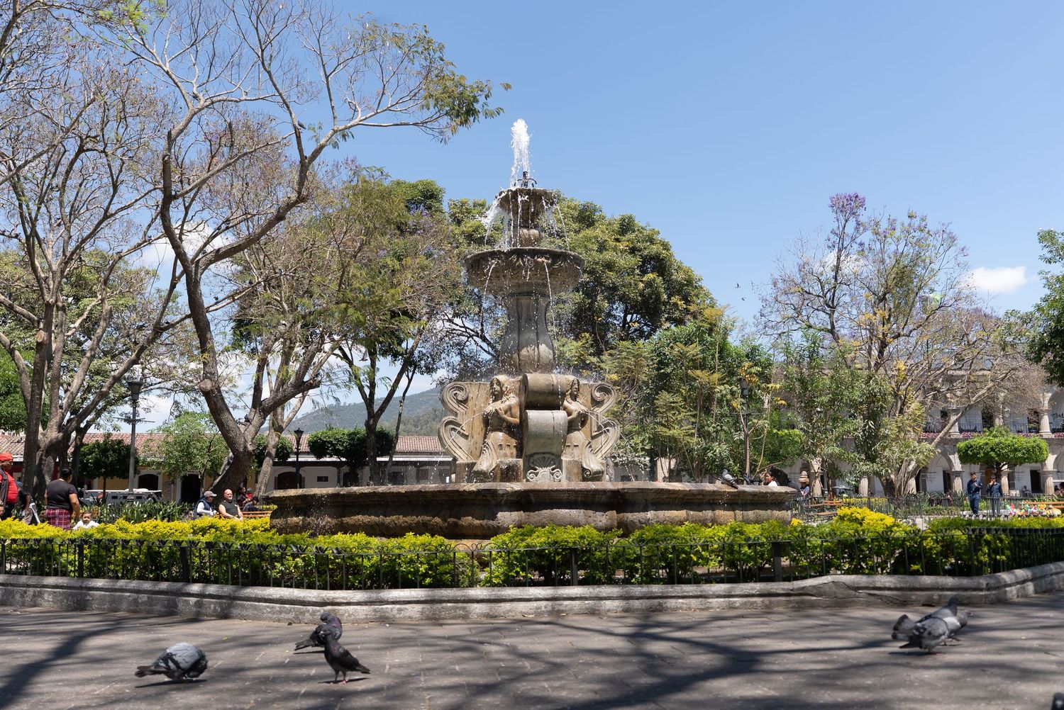 A panoramic view of a park with trees, benches, and pigeons on a sunny day with landscaped gardens in the background.