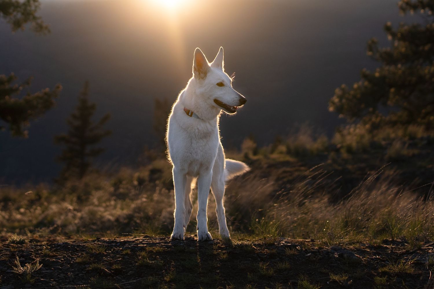 Dog photography in beautiful Vernon Okanagan