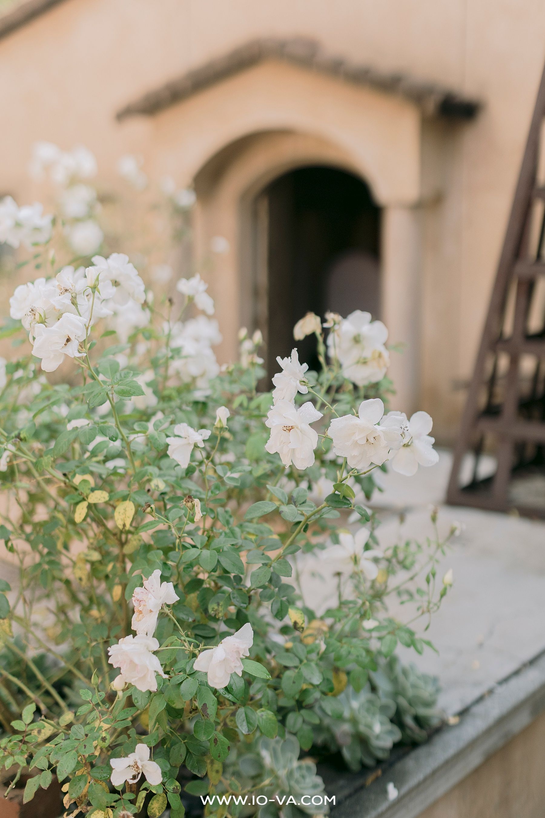 White roses blooming in front of a Mediterranean-style building with an arched doorway.