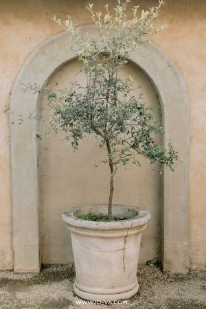 A small olive tree in a large stone planter set within an arched alcove on a warm beige stucco wall.