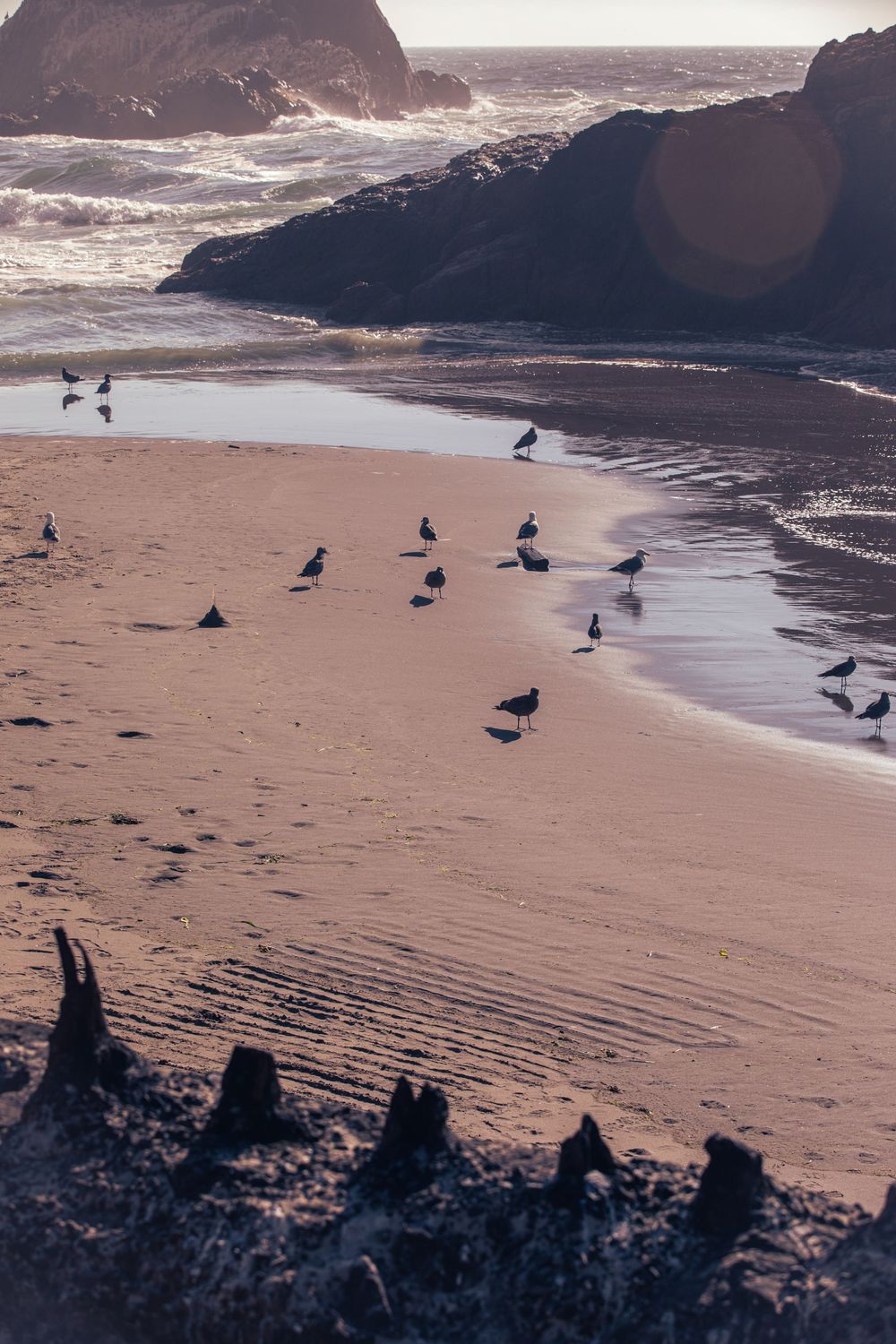 Flock of seagulls resting on a sandy beach at sunset with rocky cliffs and gentle waves in the background.