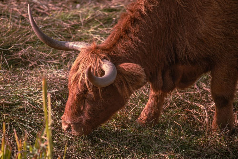 A shaggy Highland cow with curved horns grazes on dry grass in a sunlit field.
