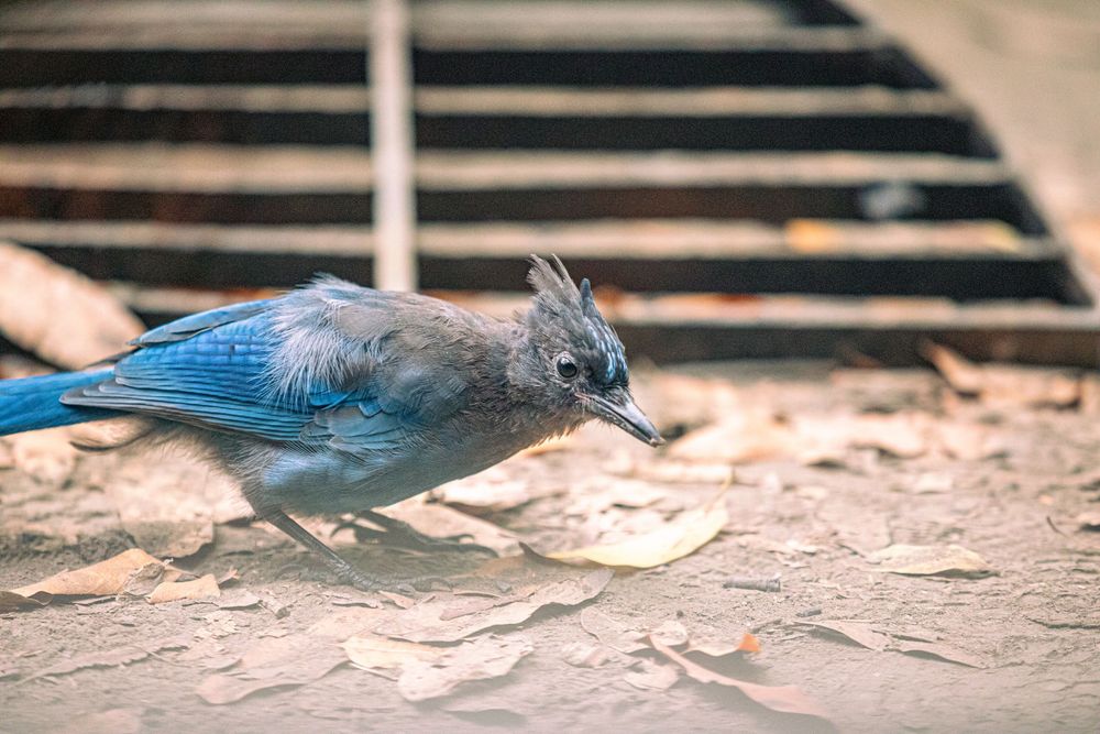 A Steller's jay bird with blue plumage forages on sandy ground near a wooden structure.