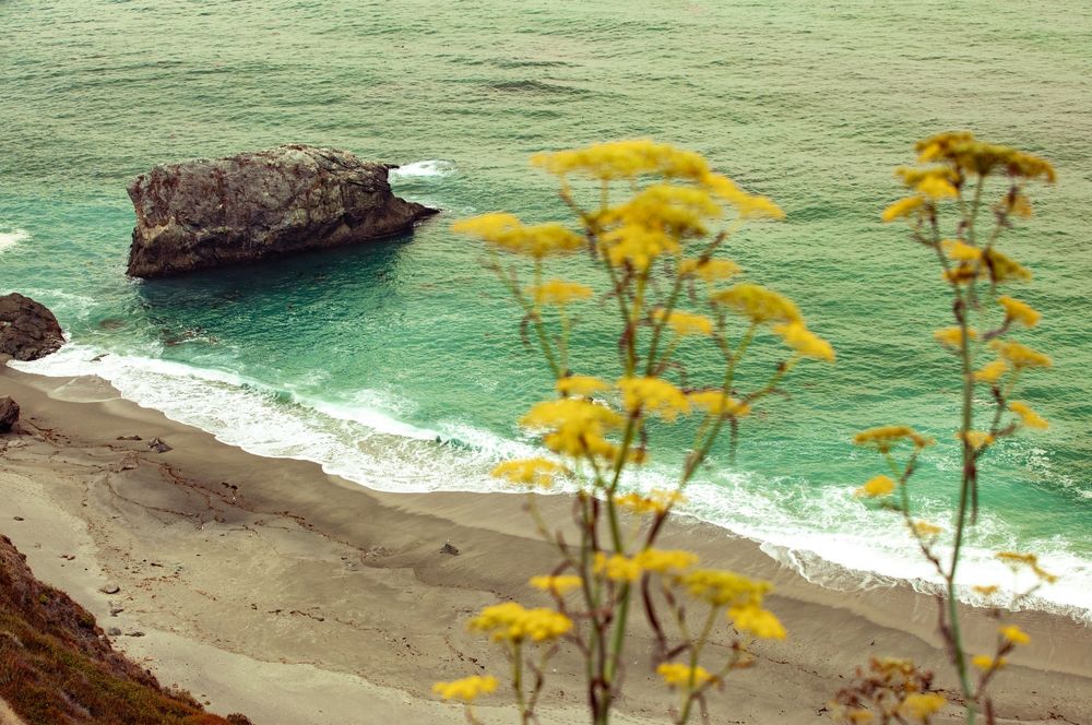 Sandy beach with turquoise waves, rocky outcrop, and yellow wildflowers in the foreground along a scenic coastline.