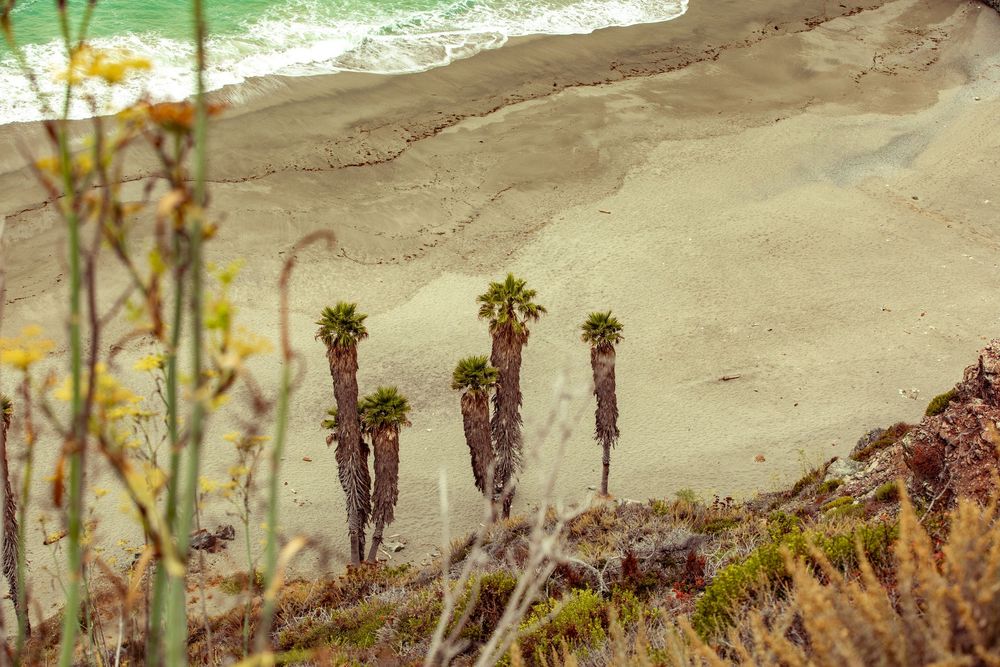Aerial view of a sandy beach with tall palm trees on a rocky cliff edge, yellow wildflowers, and turquoise ocean waves.