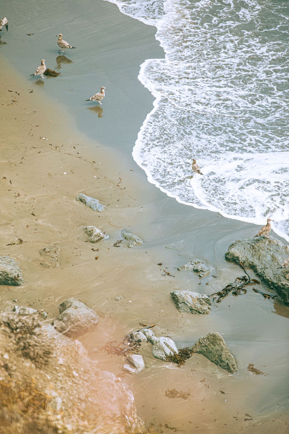 Seagulls resting on a sandy beach with rocky shoreline and gentle ocean waves washing ashore.