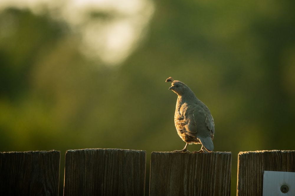A quail perched on a wooden fence post at golden hour with lush green trees in the soft-focus background.