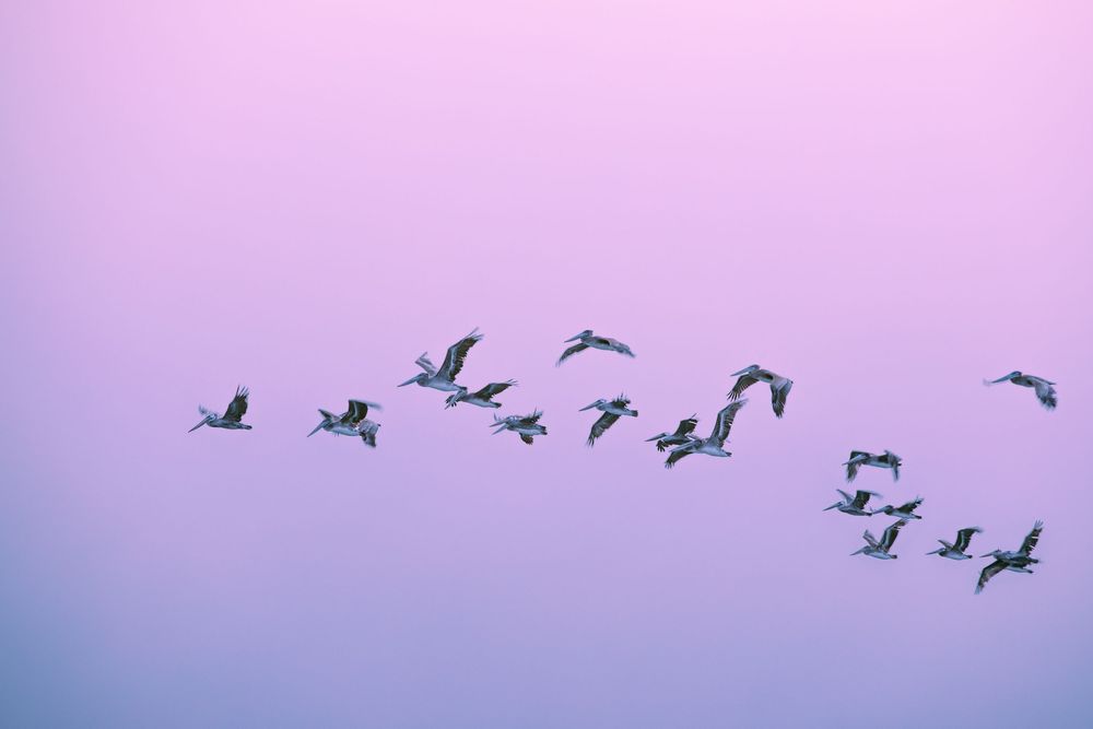 A flock of birds soaring through a pastel pink and purple sky at dusk.