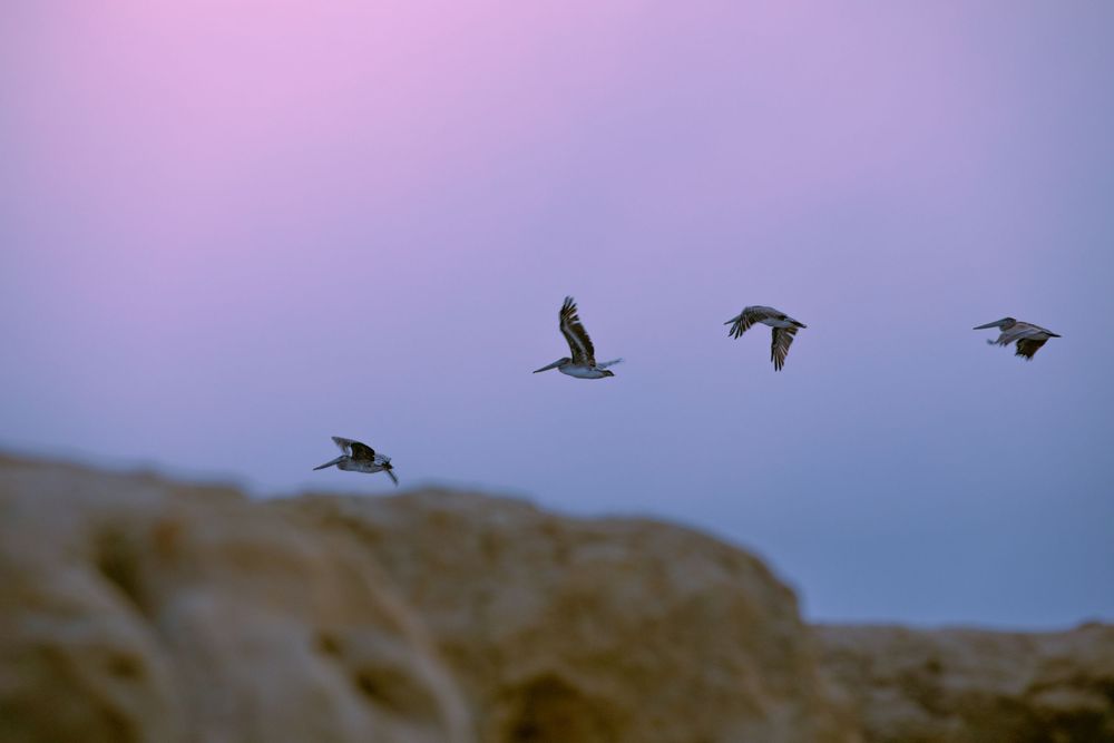 Four pelicans flying in formation over rocky cliffs against a purple twilight sky.
