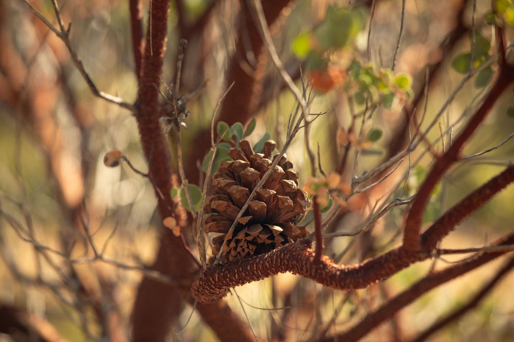 A single pine cone resting on a bare branch surrounded by soft bokeh autumn foliage in warm earthy tones.