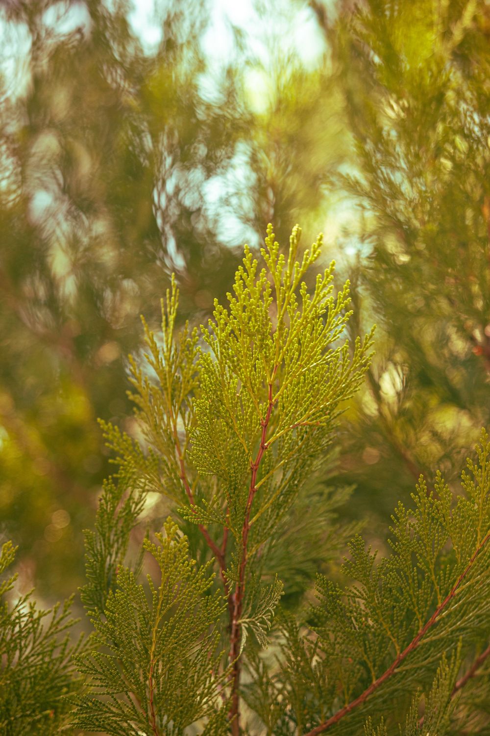 Close-up of vibrant green cedar or cypress tree branches with delicate foliage against a soft bokeh background.
