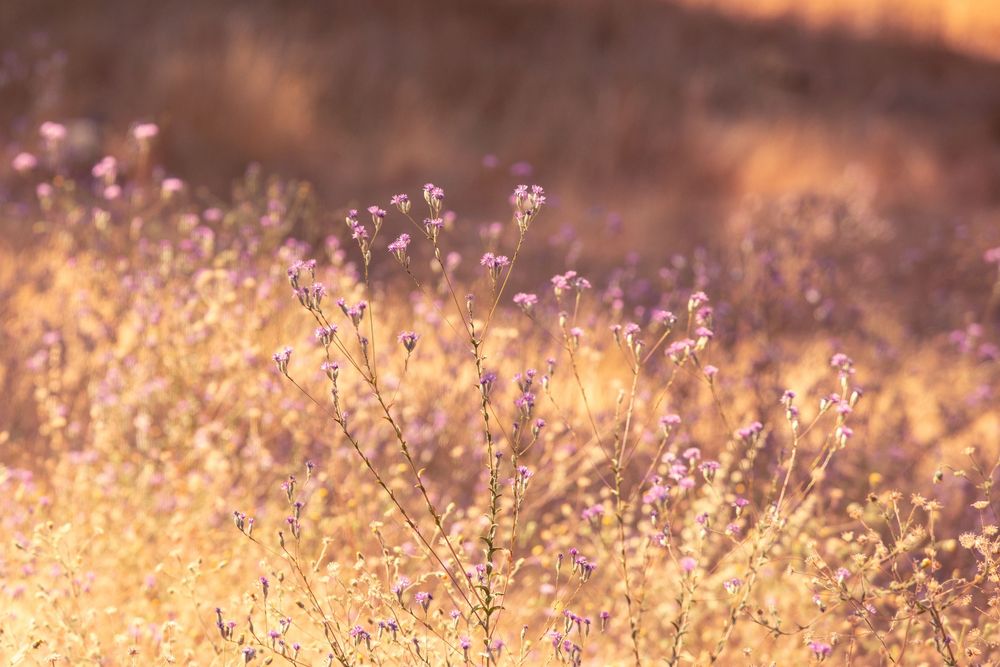 Soft purple wildflowers bloom in a golden sunlit field, creating a dreamy warm-toned nature landscape.