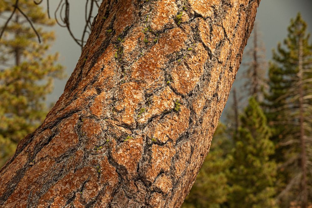 Close-up of a rugged pine tree trunk with orange bark and lichen, surrounded by evergreen forest.
