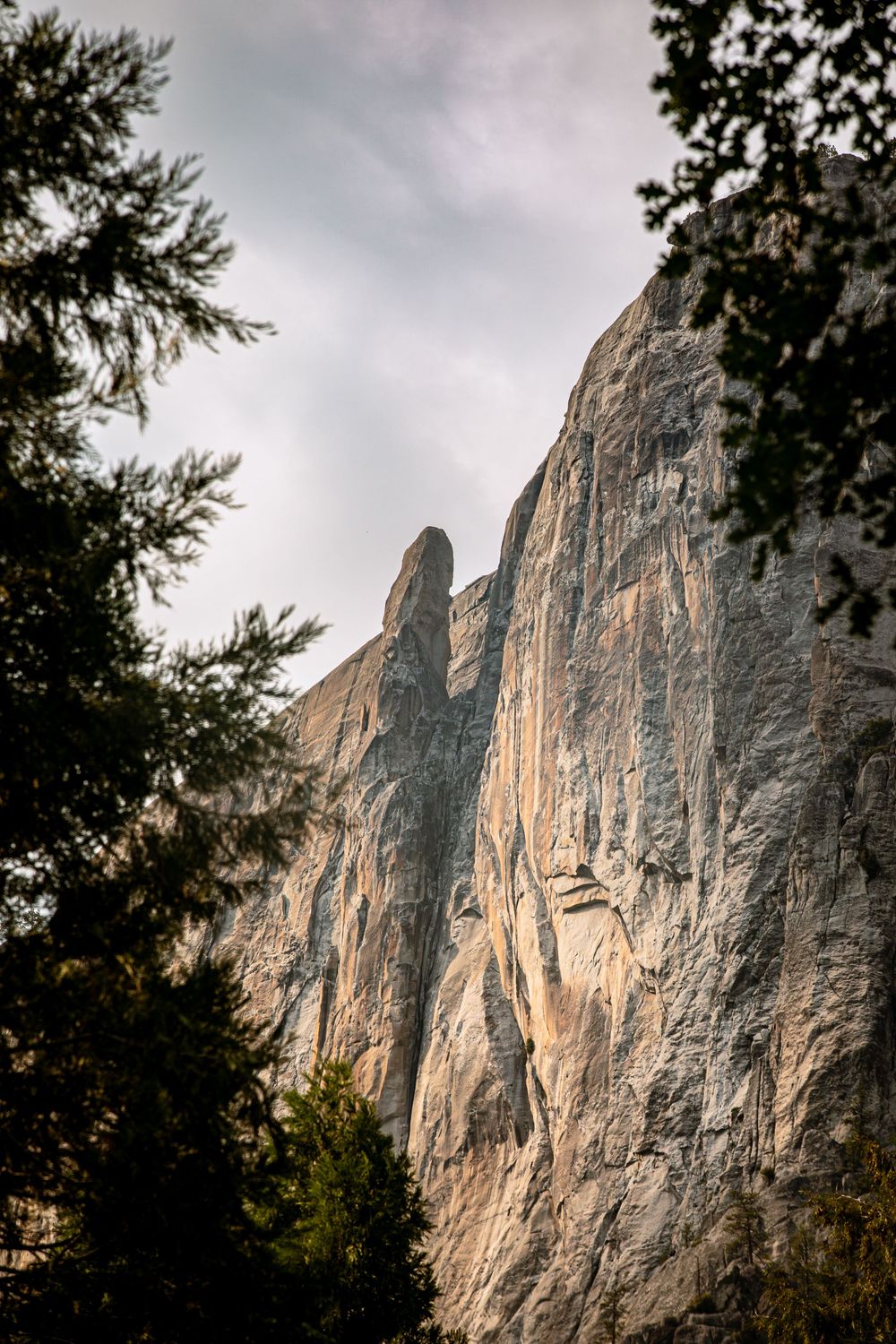 Towering granite cliff face framed by dark evergreen trees against an overcast sky in Yosemite Valley.