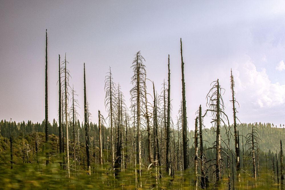 Dead trees stand tall among lush green forest under a cloudy sky in a dramatic wilderness landscape.