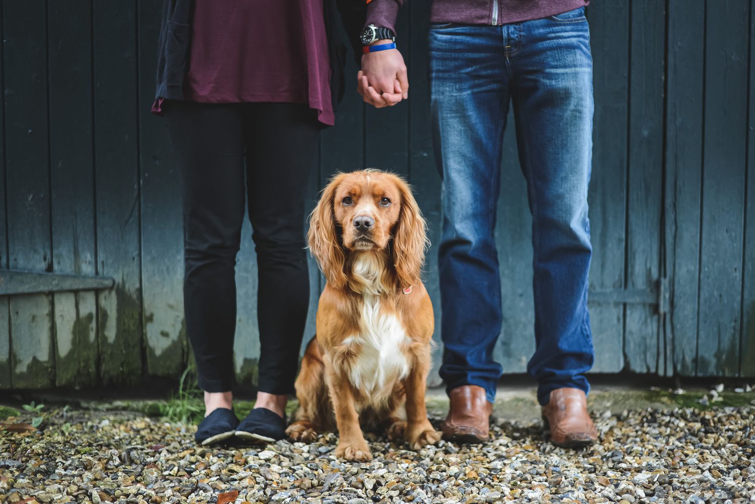 A golden Cocker Spaniel sits between a couple holding hands, posed on gravel in front of a dark wooden wall.