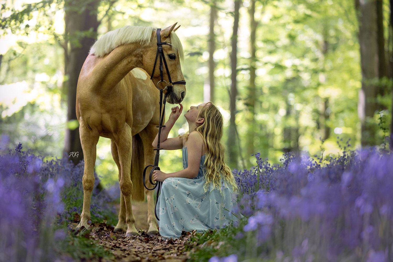 horse photography