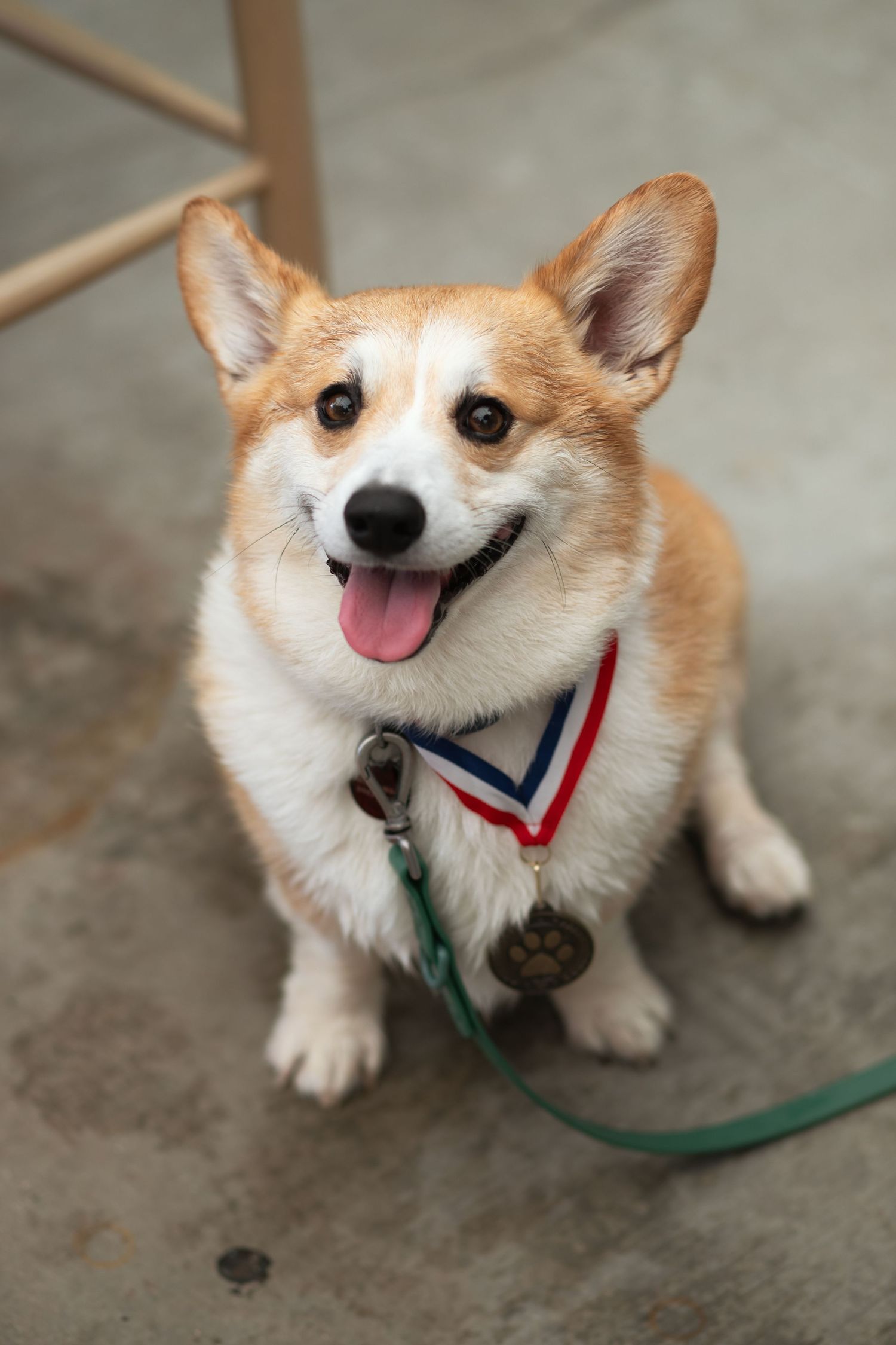 Dog portrait at Corgi Dash dog race at Gulfstream Park in Hallandale Beach