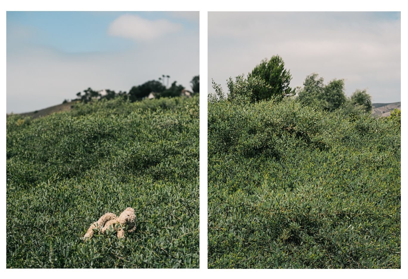 A small stuffed animal toy partially hidden in a lush green hillside landscape.