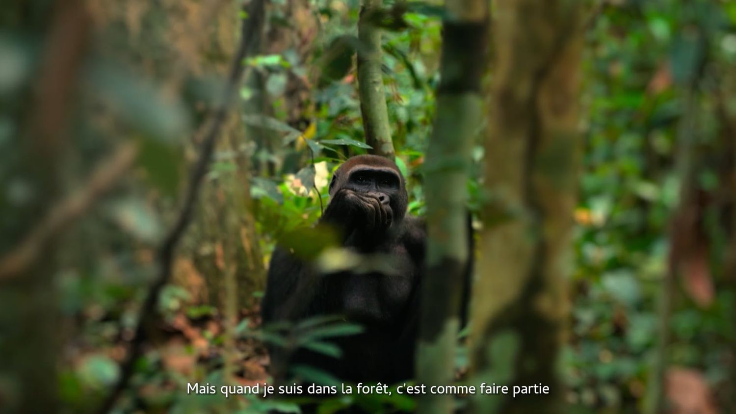 Western Lowland gorilla, Republic of the Congo
