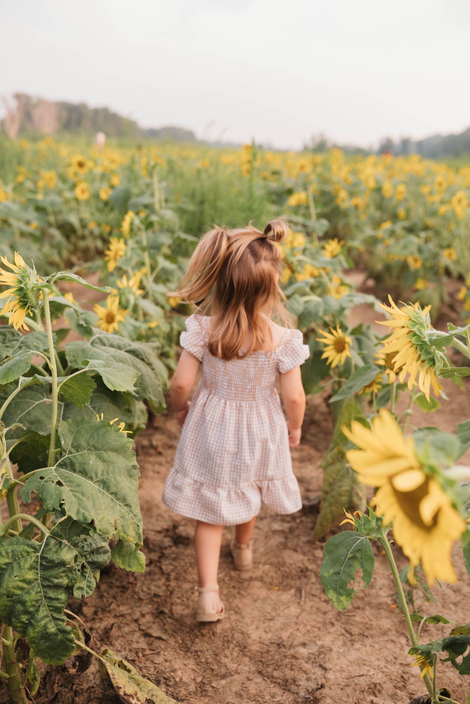 Child in gingham dress walking through sunflower field path at golden hour.