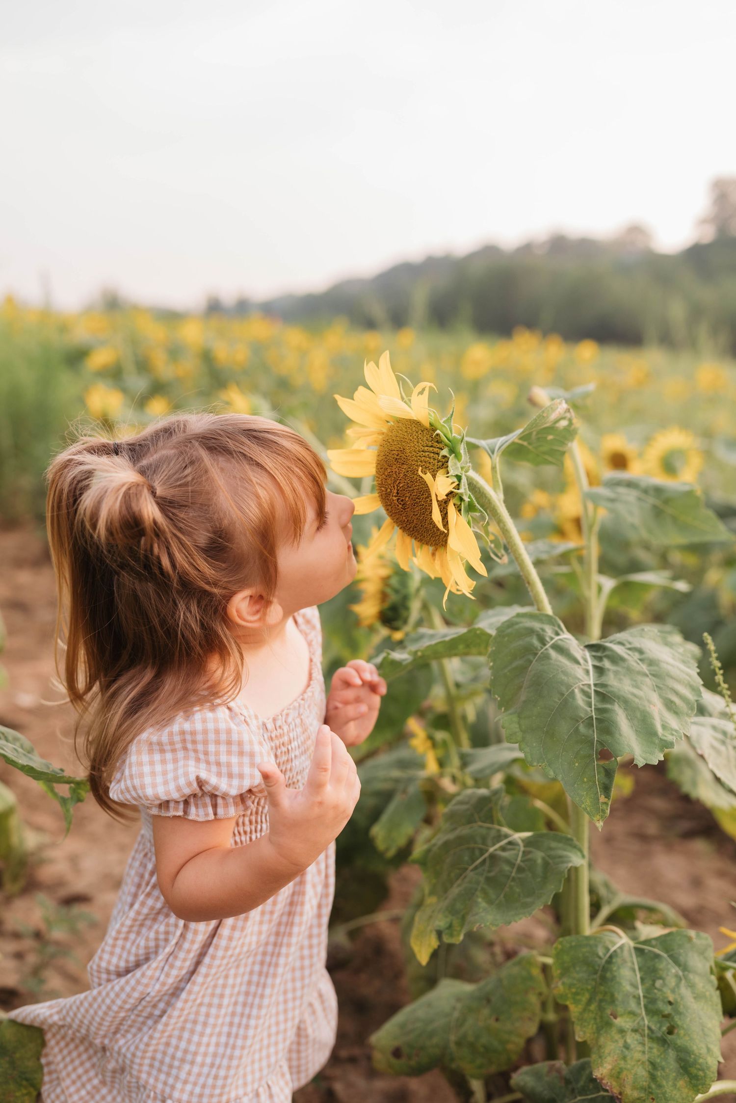 A small child in a gingham dress admires a tall sunflower in a sunny field.