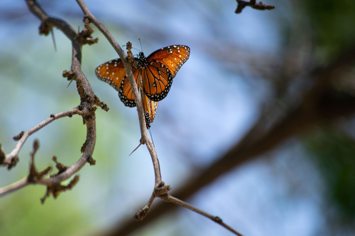 yellow orange black monarch butterfly nature photography photographer el paso texas tx botanical gardens