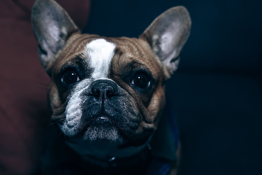 Six close-up portraits of French Bulldogs showing their adorable wrinkled faces and expressive features.