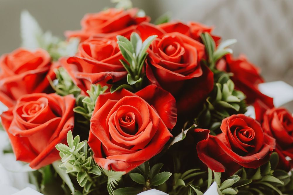 A collection of vibrant red roses with green foliage arranged in a horizontal banner layout.