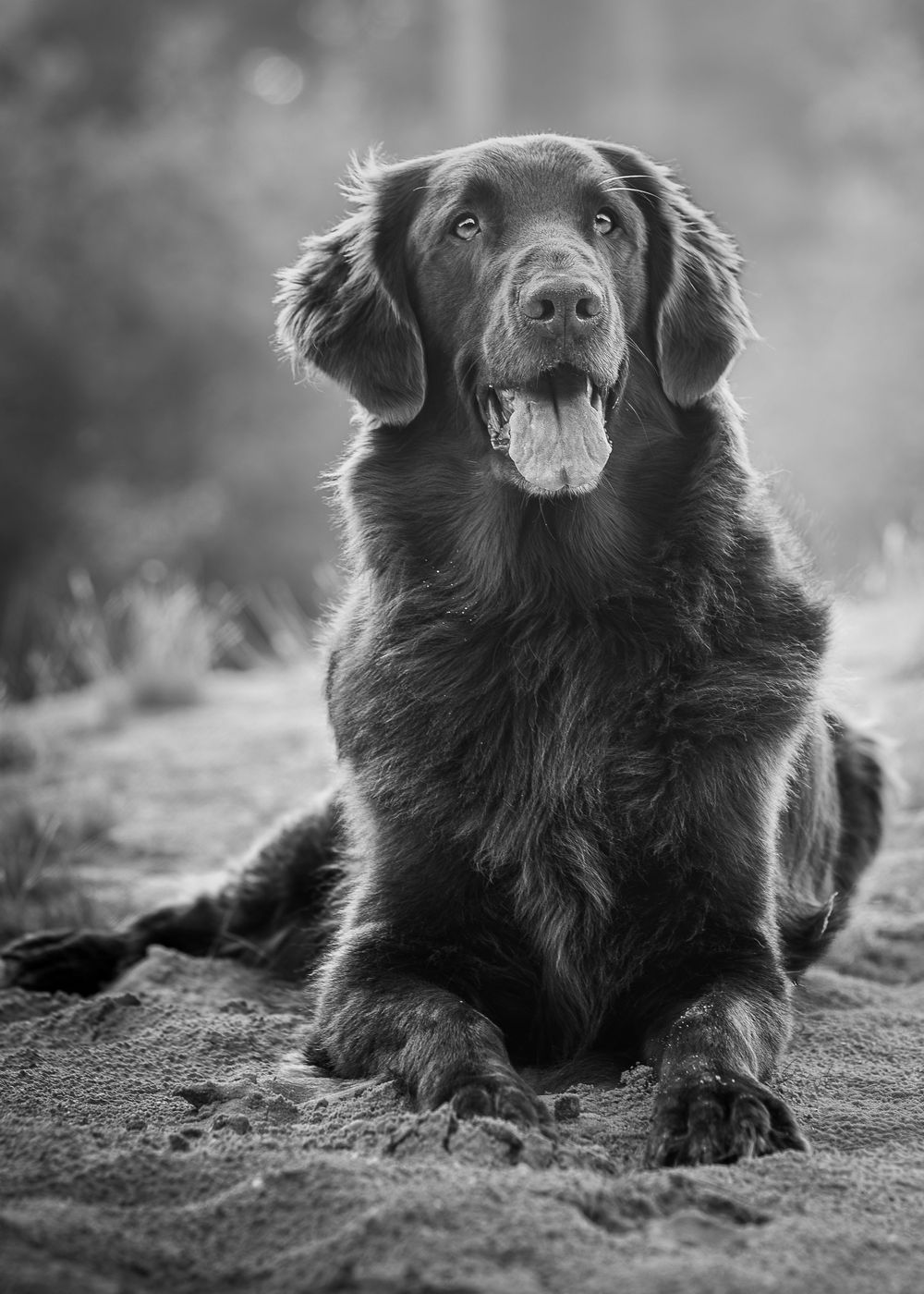 Zwart wit foto van retriever liggend in het bos.