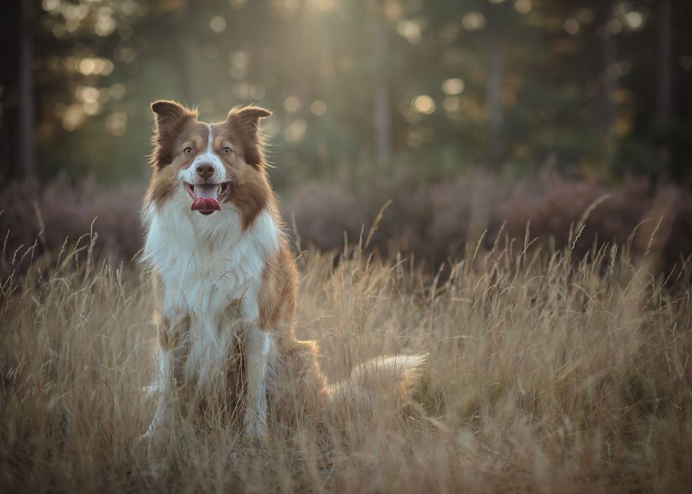 Foto van border collie zittend in het gras in het bos.