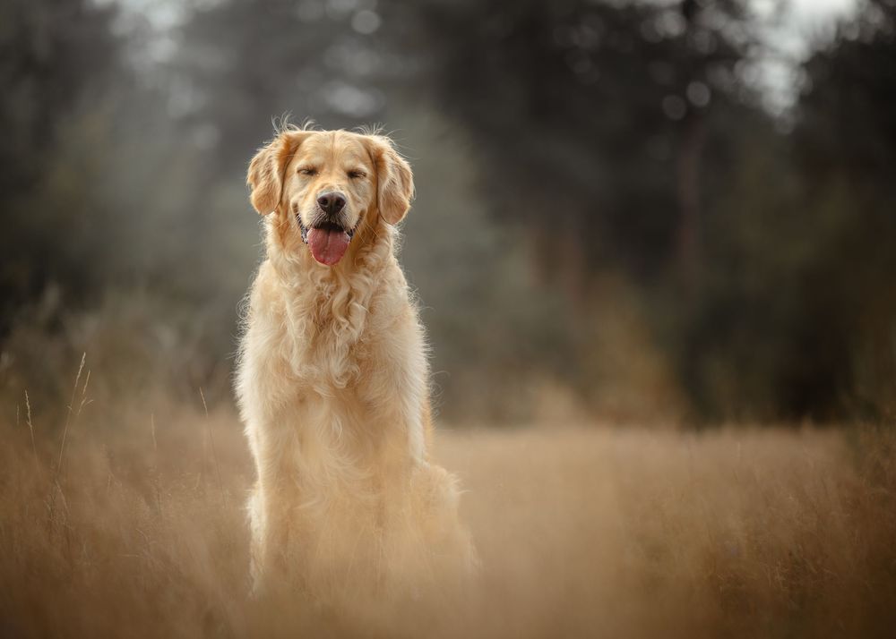 Golden retriever zittend in het gras.