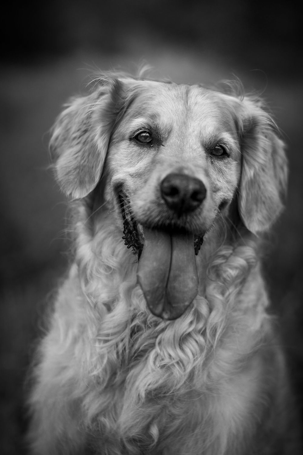Zwart wit portretfoto van golden retriever.