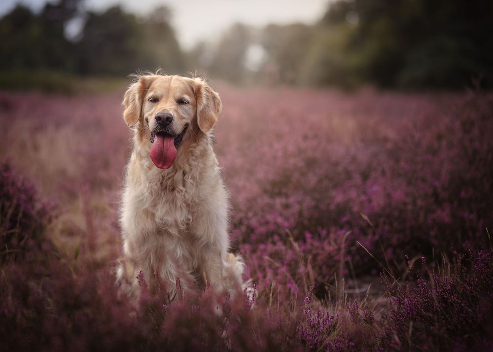 Golden retriever zittend tussen de paarse bloeiende heide.