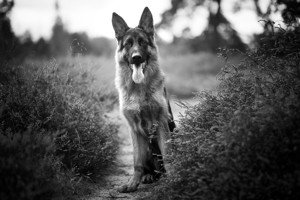 Zwart-wit foto van een herderhond lopend door een heideveld, recht naar de camera.