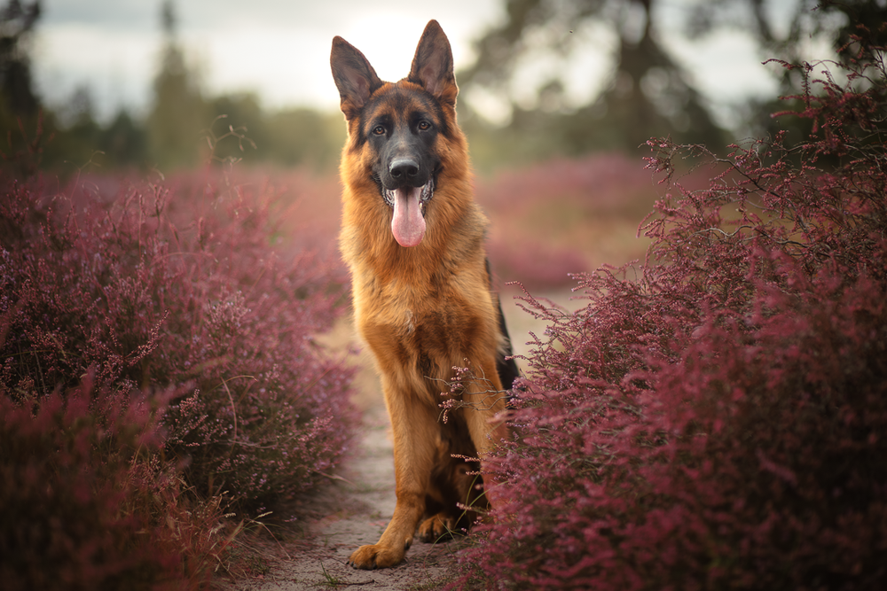 Herderhond zit tussen de heide, met warme kleuren.