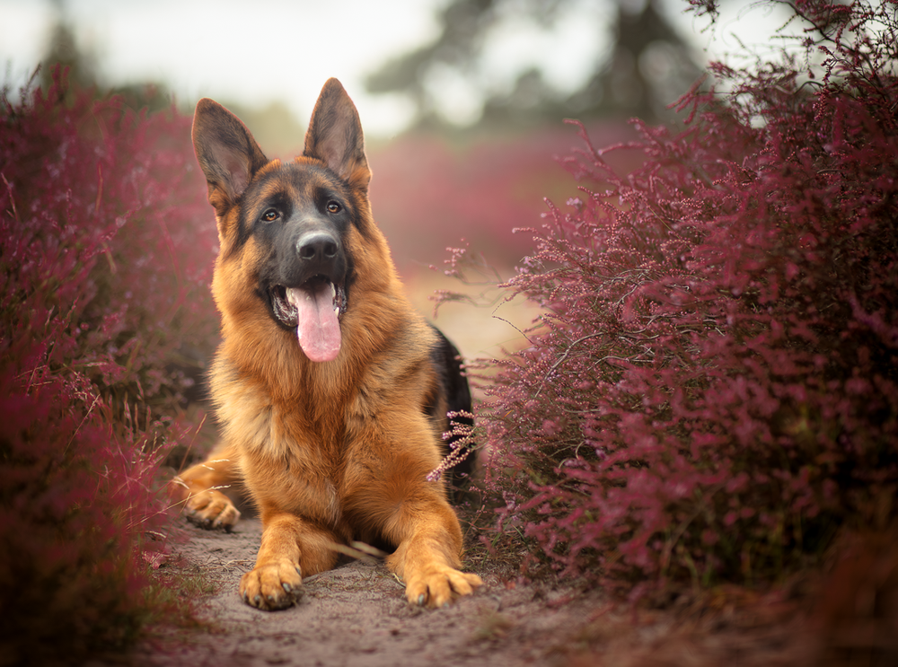 Herderhond liggend tussen bloeiende heide, ontspannen en speels.