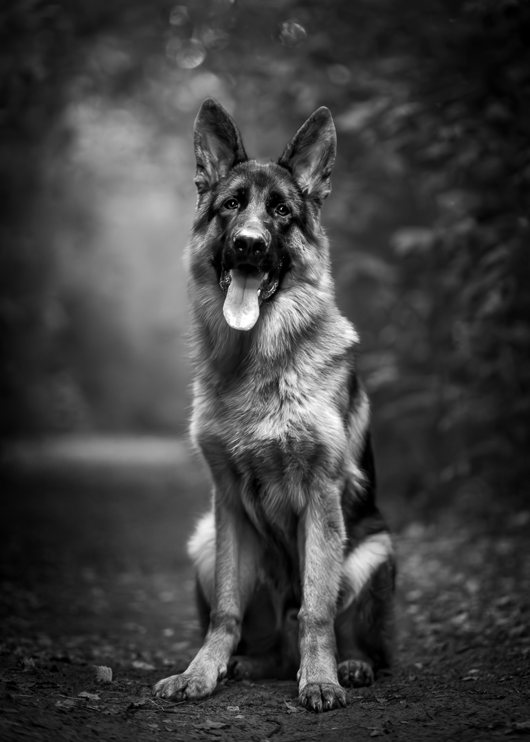 Zwart-wit foto van een herderhond zittend recht naar de camera kijkend.