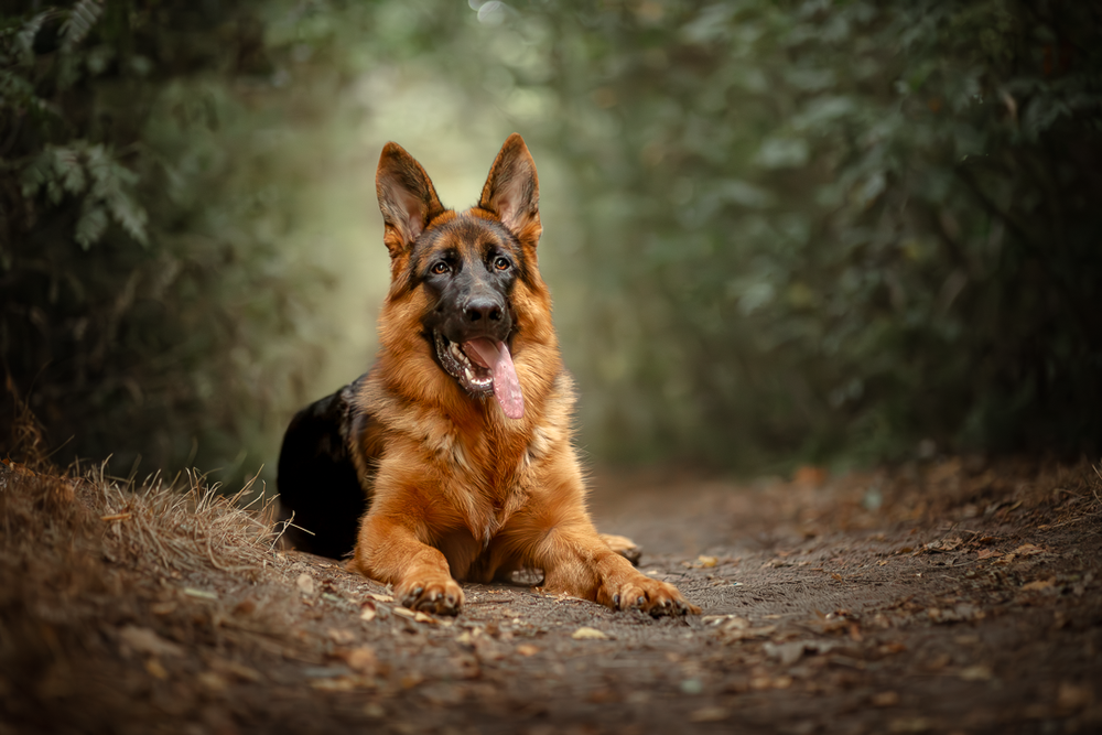 Herderhond liggend in het bos, tong uit en ontspannen houding.